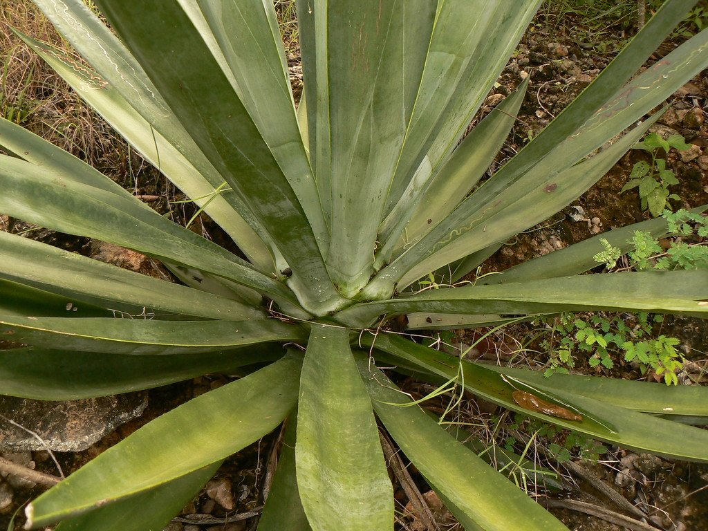 El Agave sisalana, también conocido como henequén.