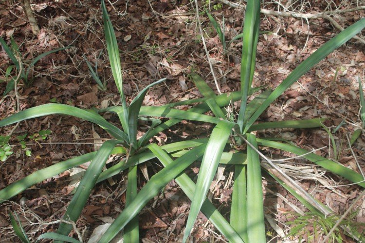 Agave sisalana